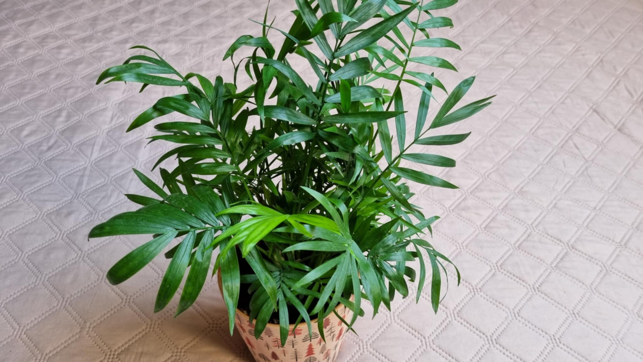Parlor Palm